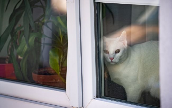Як допомогти тваринам в закритих квартирах: всі доступні варіанти