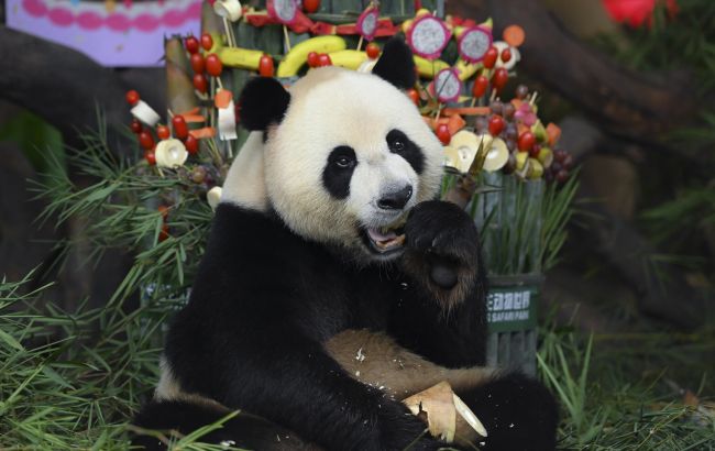 Гігантські панди більше не вважаються зникаючим видом в Китаї