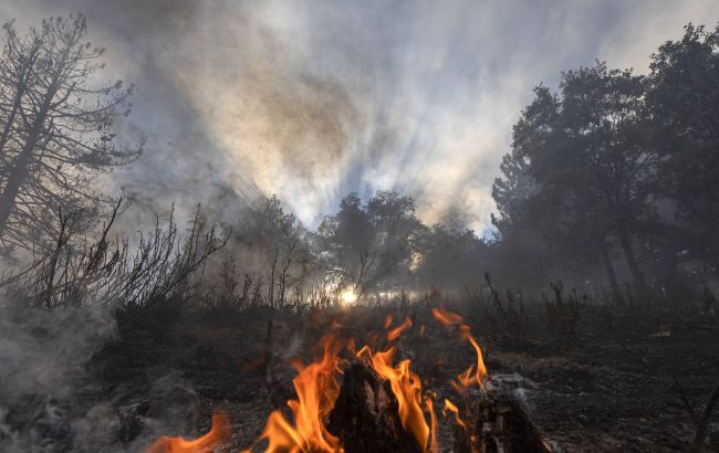 Масштабный лесной пожар возник в Чехии, пострадали 5 спасателей