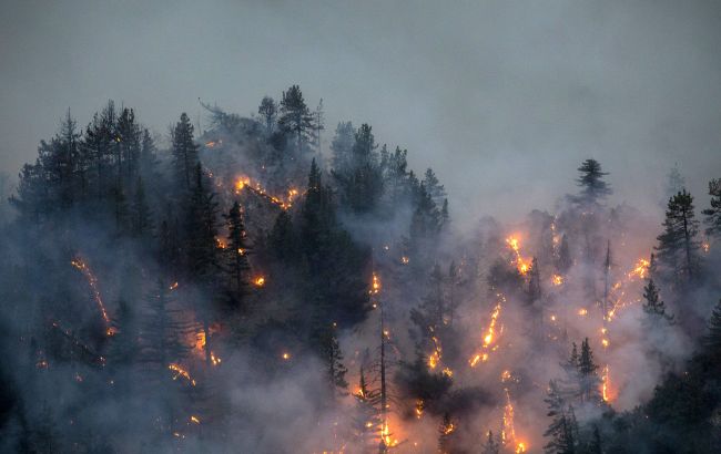 Накрыли алюминиевым одеялом: в Калифорнии спасают от пожара самое большое дерево мира