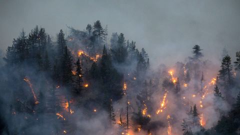 Лесные пожары в России значительно усилились: какая ситуация в стране