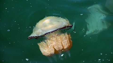 У Кирилівці жінка поскаржилася на "відерних" медуз: атакують пляжі (відео)