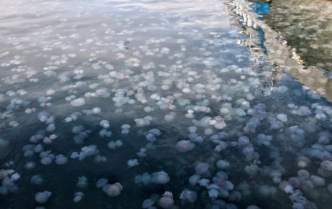 В Азовском море нашествие медуз: побережье на грани экокатастрофы из-за действий оккупантов