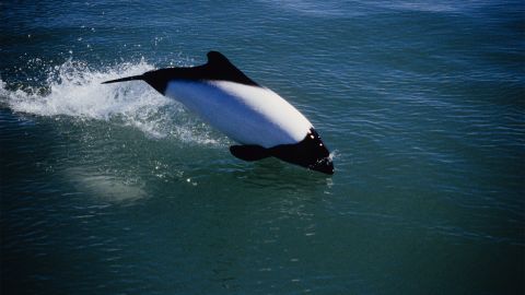 Окрас панды и креативная охота: интересные факты о дельфине Коммерсоне