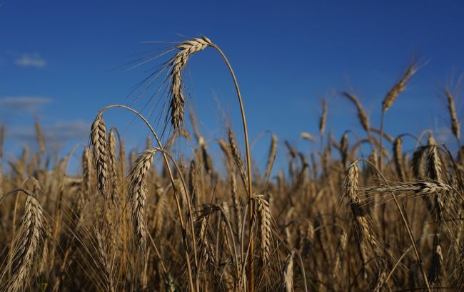 Врожай 2022 року: скільки в Україні посіяли зернових