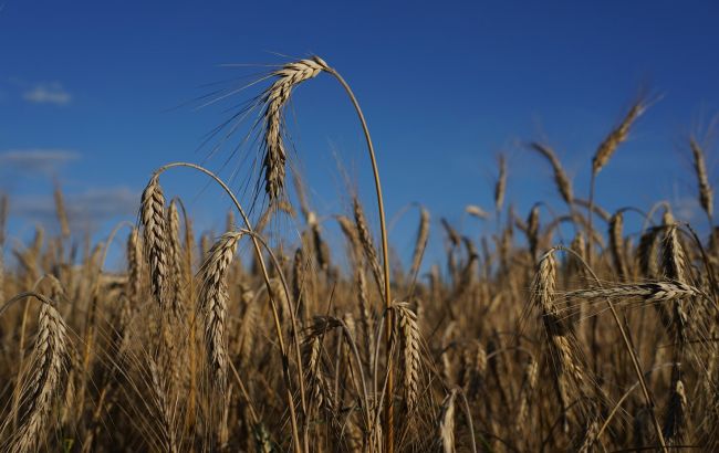 NASA за даними супутників оцінило врожай пшениці на окупованих територіях України