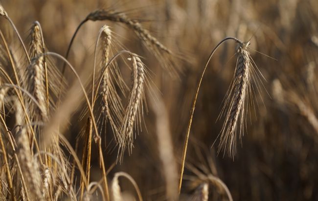 Урожай-2022: в Україні готують потужності для тимчасового зберігання зерна