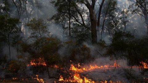В результаті лісових пожеж в Алжирі загинуло 32 людини, в тому числі 25 солдатів
