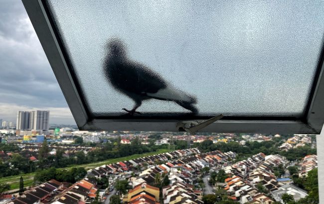 От ласточки до вороны: какие птички на окне предвещают удачу, а какие - проблемы