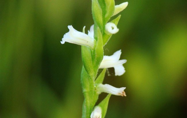 Рідкісна орхідея з Червоної книги знайдена на Волині: як виглядає квітка, яку не бачили майже 25 років