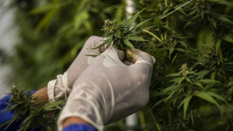 В Раду внесли закон про регулювання обігу канабісу в Україні