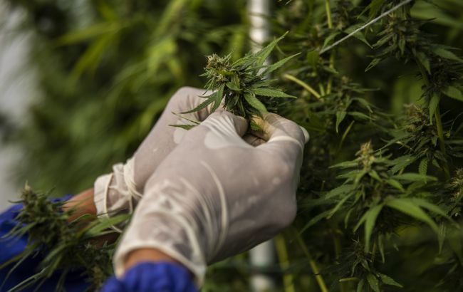 Легализация медицинского каннабиса: в Минздраве сказали, когда внесут законопроект в Раду