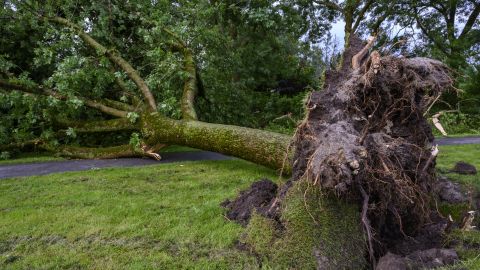 Через негоду біля Херсону дерева завалили чотири кілометри дороги