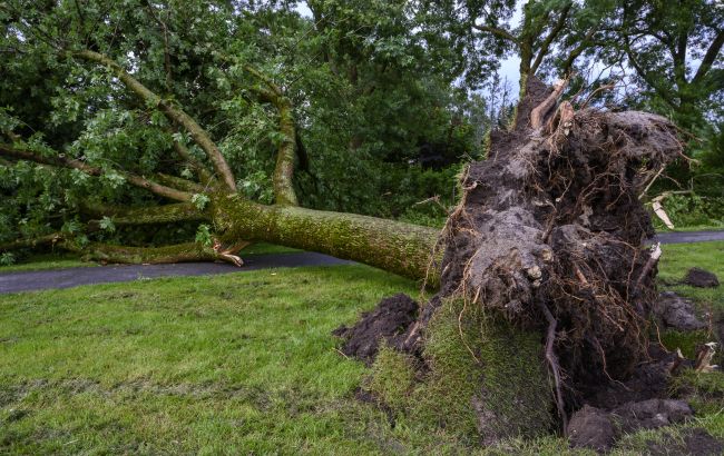 Из-за непогоды вблизи Херсона деревья завалили четыре километра дороги