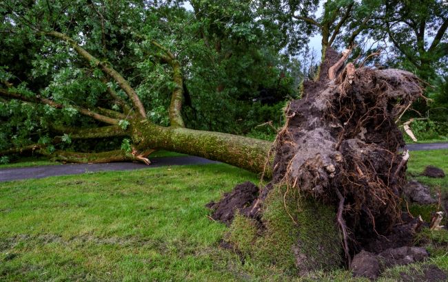 Киевлян предупредили о сильных порывах ветра завтра и дали советы