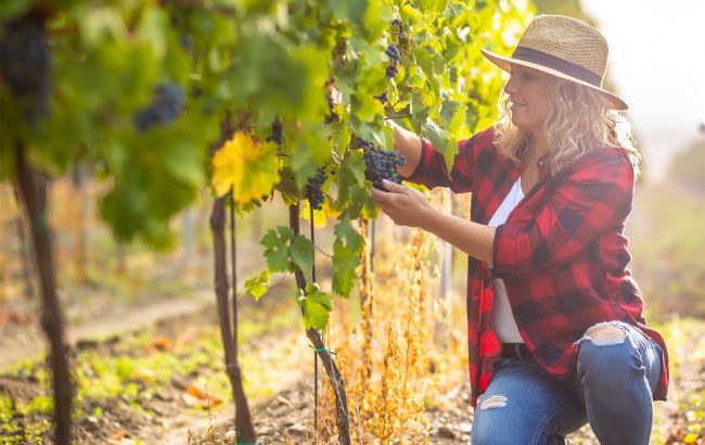 Можно ли сажать вместе разные сорта винограда: советы, чтобы не уничтожить урожай