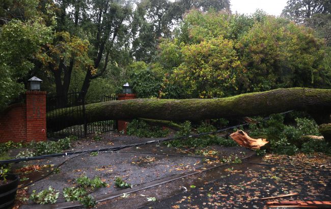 Под Харьковом сильный ветер свалил дерево: погибла женщина