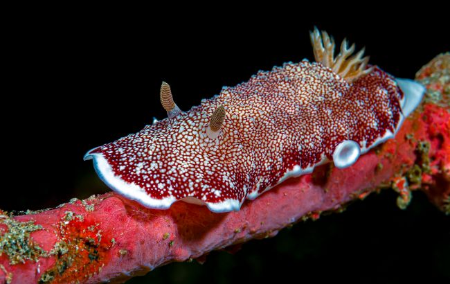 Это морское существо способно восстанавливать части тела. Одну из них - неоднократно