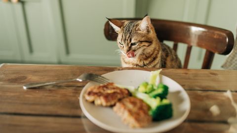 Вы будете поражены рационом кота, который дожил до 38 лет