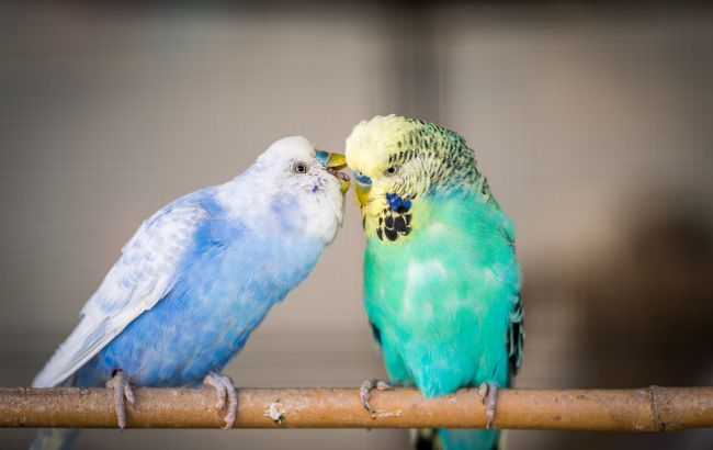 Не только попугай. Кто из птиц может "научиться говорить"