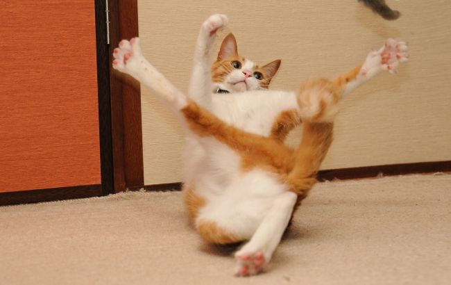 Ваш кіт психопат? Вчені створили спеціальний тест, щоб це з'ясувати