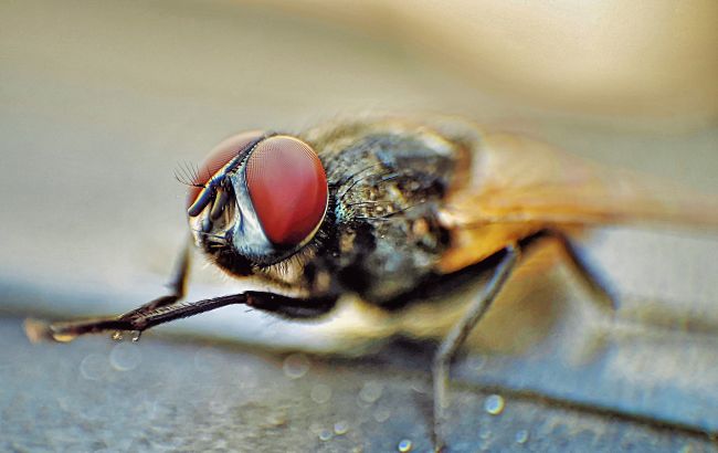 Куда исчезают комары зимой и переживут ли тараканы "ядерку": 5 неочевидных фактов о насекомых