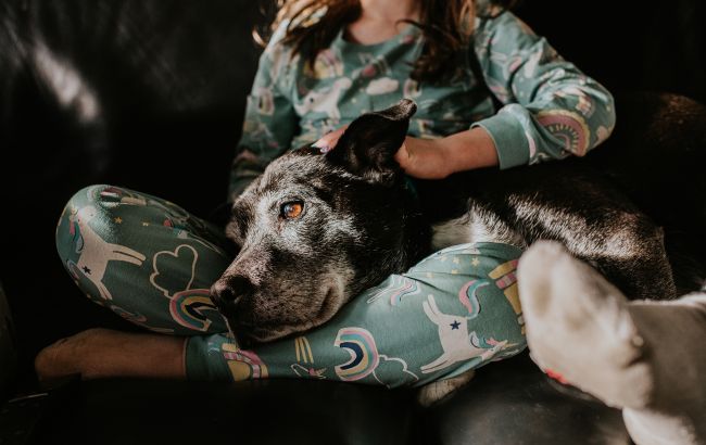 Як продовжити життя старенького собаки: ці поради подарують ще кілька щасливих років