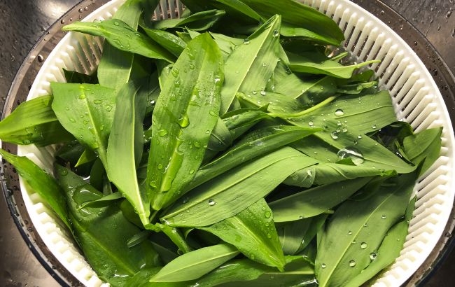 Це врятує вас від отруєння: як не купити "двійника" черемші