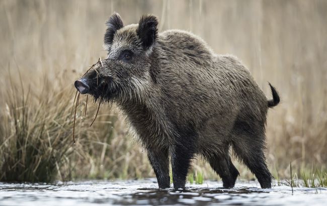 Нічний "дитячий садок": фотопастки зняли прогулянку поросят диких кабанів у Карпатах (відео)