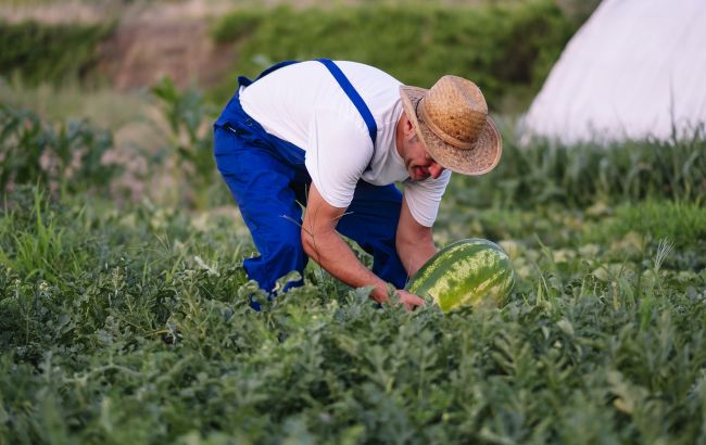 Городники дали поради, як садити кавуни для великого врожаю та чи можна це робити у теплицях