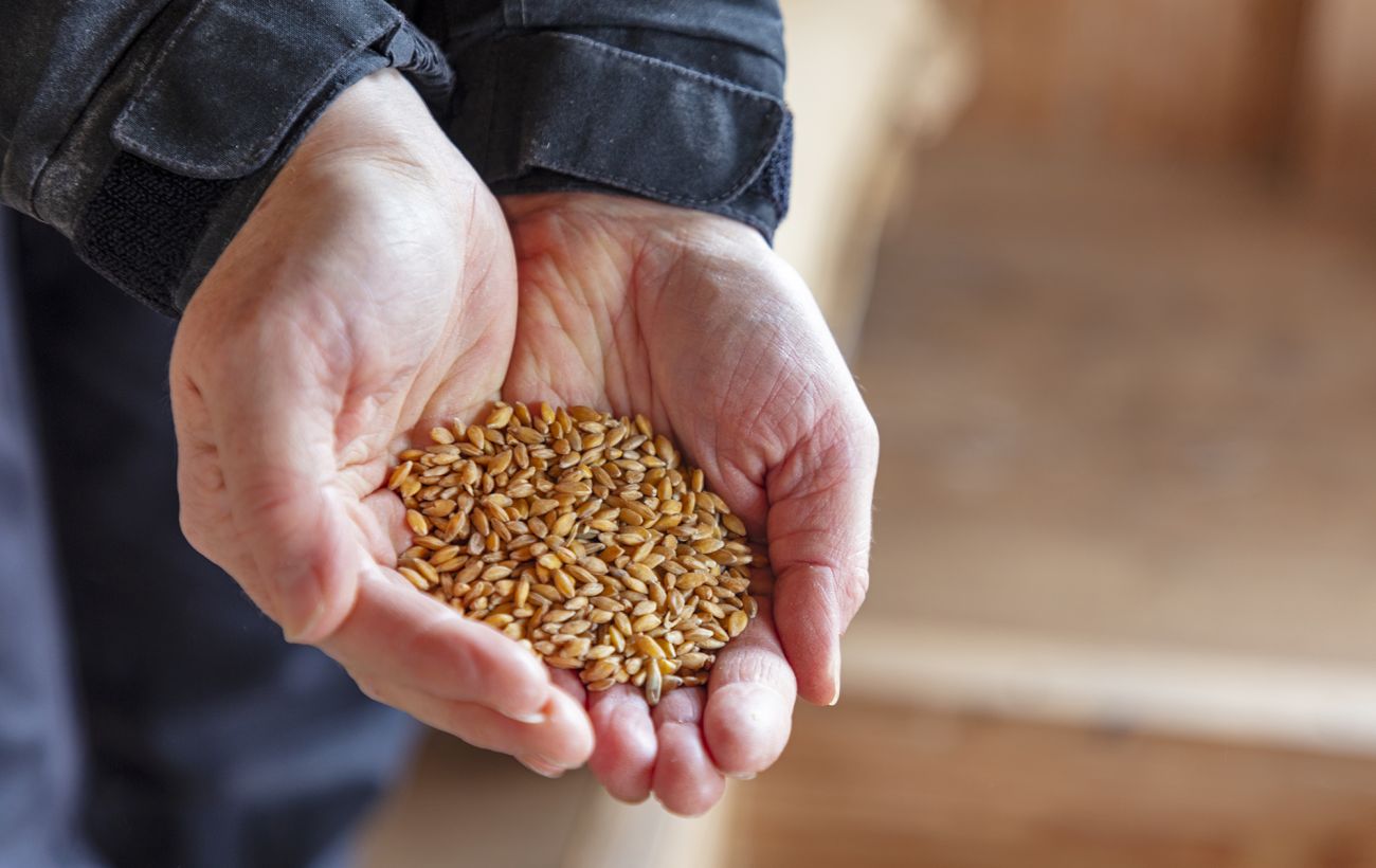 Чому не можна викидати зерно посівальників: помилка, яка притягує злидні