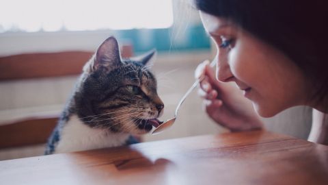 Работа мечты. Мужчина предлагает более 2 тысяч в час "няне" для кота: что входит в обязанности?