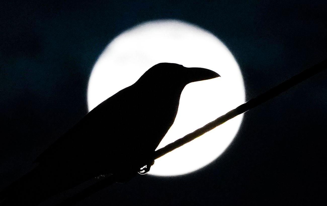 Остання Повня року зробить ці знаки Зодіаку найщасливішими: коли почнеться "біла смуга"