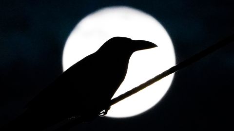 Последнее Полнолуние года сделает эти знаки Зодиака самыми счастливыми: когда начнется "белая полоса"