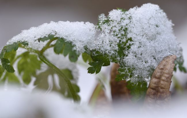 10 рослин, яким не страшні морози: що можна залишити на грядці навіть взимку