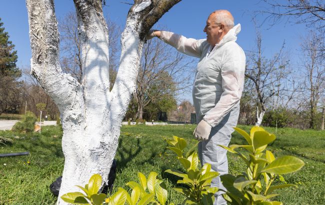 Почему белить деревья осенью критически важно: как это делать и зачем