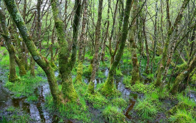 В Європі відновлюють болота, щоб зупинити російські танки, - Politico