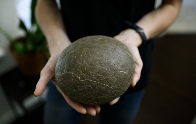 Ученые обнаружили идеально сохранившееся яйцо динозавра, которому более 70 миллионов лет