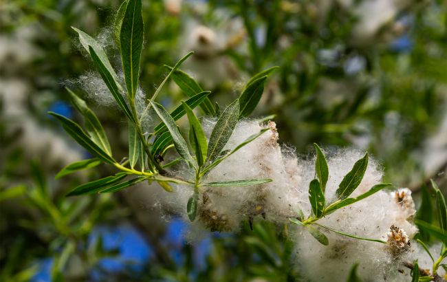 Ці народні методи не допоможуть при тополиному пуху: міфи й правда