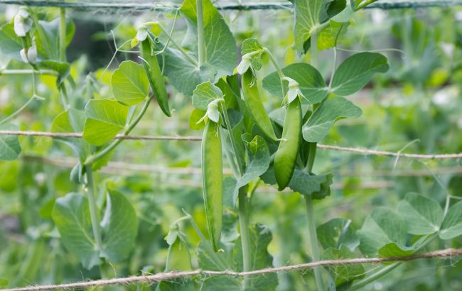 Картофель забрал все силы почвы: что сажать после него, а что категорически нельзя