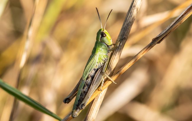 До чого сниться сарана: тлумачення снів