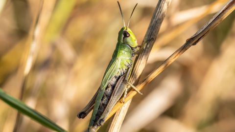 Сарана атакує Запоріжжя. Що буде з врожаєм і чи є загроза для інших регіонів