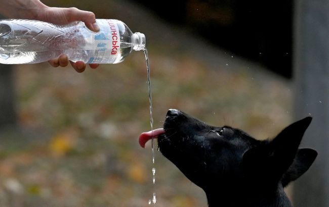 Пес важко дихає? Коли це може бути тепловий удар та що робити негайно