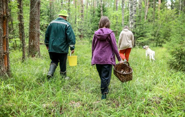 Какие грибы собирать в ноябре: секреты опытных грибников