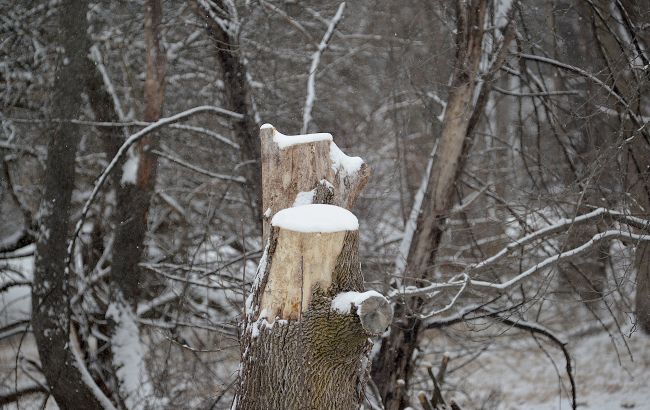 На Закарпатье на 8-летнюю девочку упало дерево: ребенок погиб
