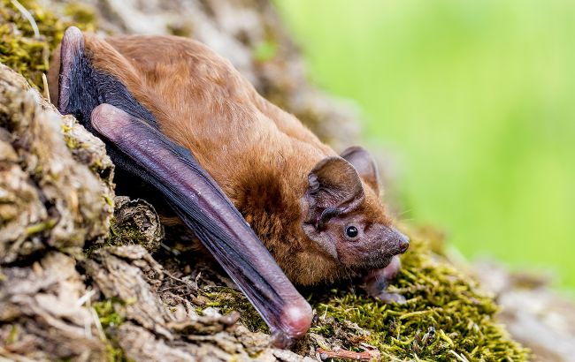 Более 900 летучих мышей под обшивкой балкона: в Харькове нашли рекордную колонию (фото)