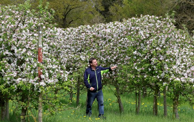 Морози знищили частину врожаю: яких фруктів бракуватиме і наскільки підскочать ціни