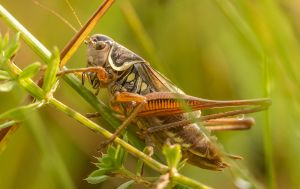 "Чужинці" з півдня, екоцид та криза запилювачів: що відбувається з комахами в Україні