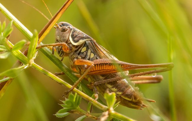 "Чужаки" с юга, экоцид и кризис опылителей: что происходит с насекомыми в Украине