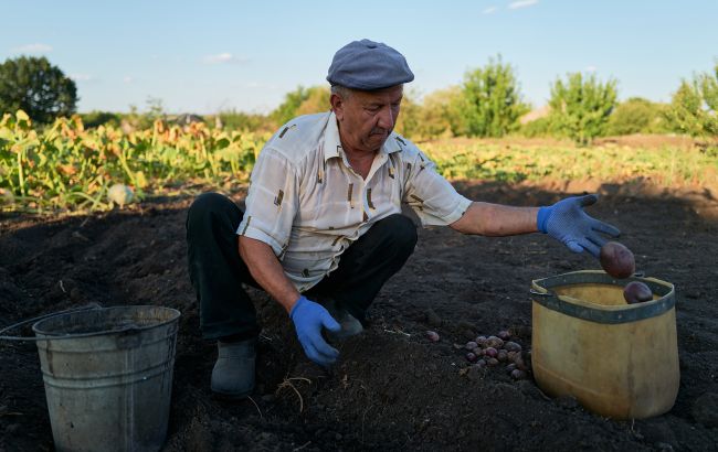 Коли останній термін копати картоплю і що буде, якщо запізнитися